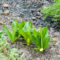 American Skunk Cabbage